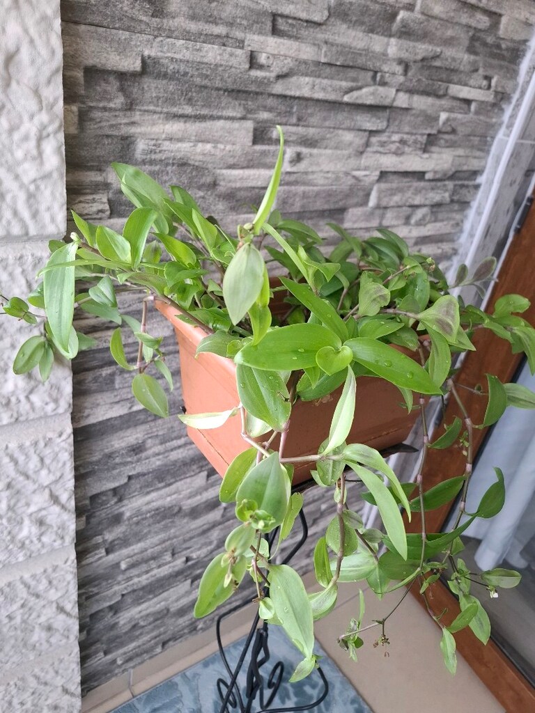 telgraf çiçeği ve çiçeklik 1050₺ - 14