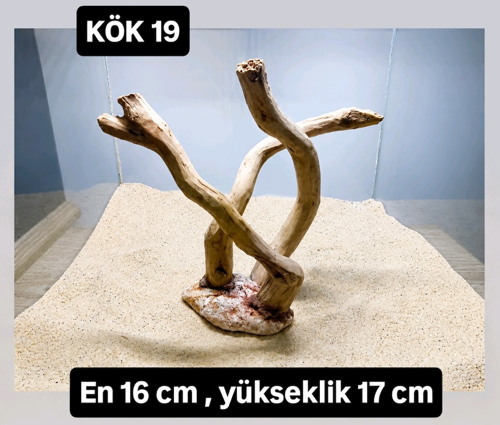 akvaryum kök - 8
