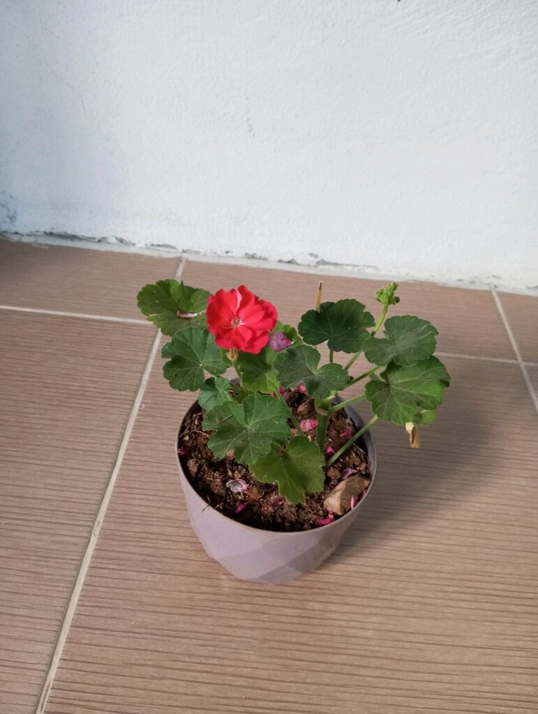 çiçek - 3