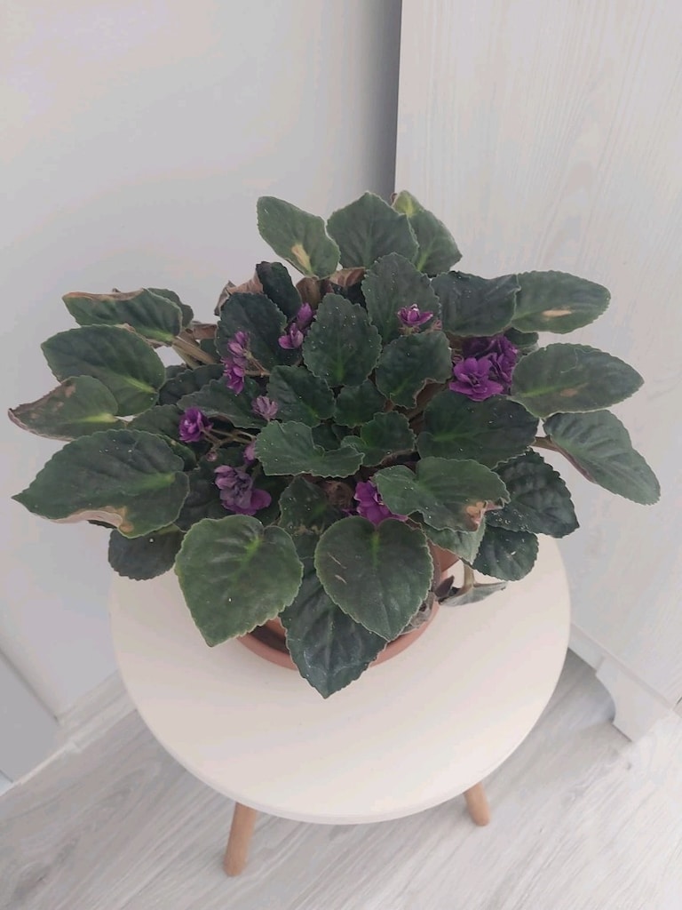 Magenta Menekşe - 8
