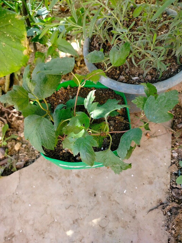 kartopu çiçeği - 2