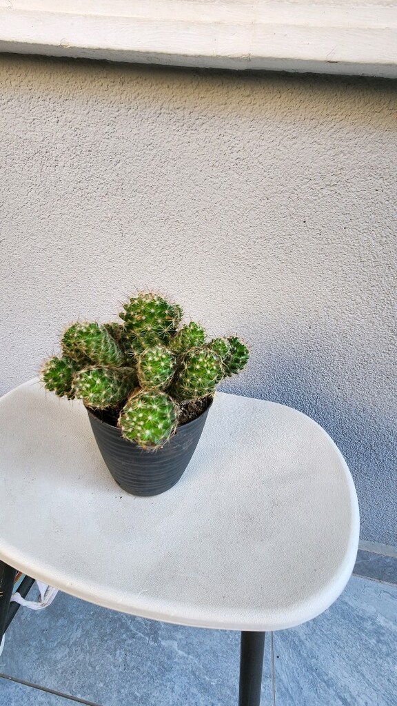 kaktüs - 2