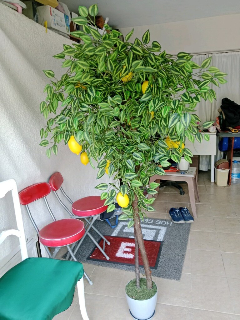 limon Ağacı Yapma) - 3
