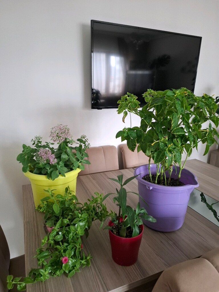 hepsi 550₺ canlı çiçekler - 7