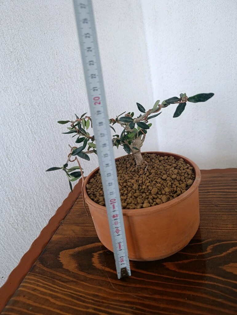bonsai - 3