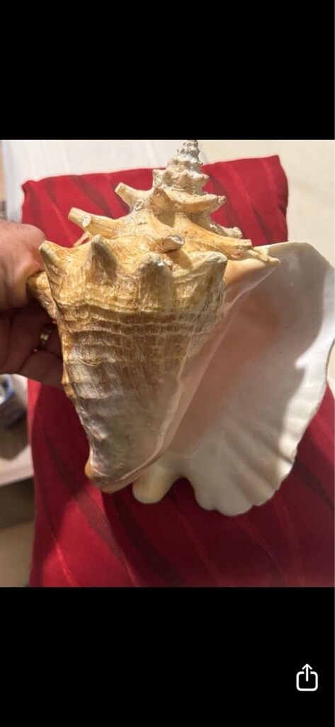 DEKORATİF BÜYÜK DENİZ KABUĞU 24 cm - 7
