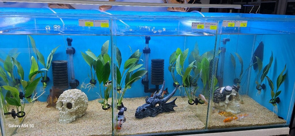Anubias Congensis L Boy 20 cm İthal Bitki - 7