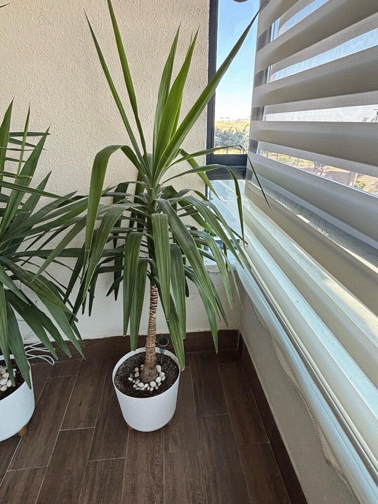 yukka - ofis ve ev çiçeği - 2