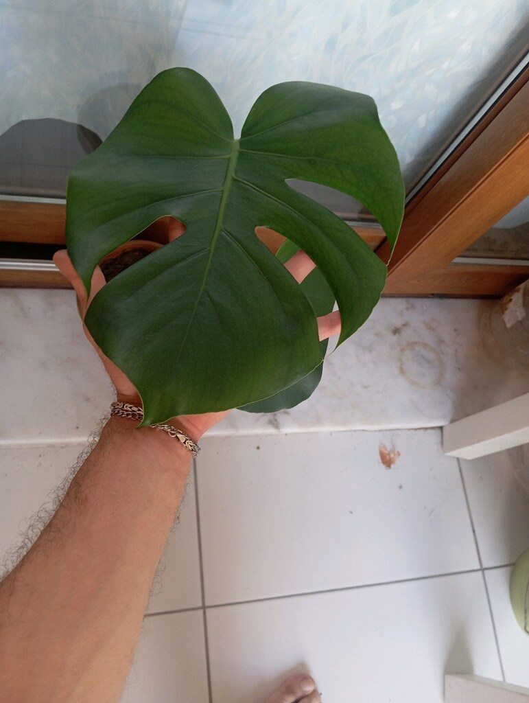 Monstera Deve Tabanı 2 yapraklı - 4