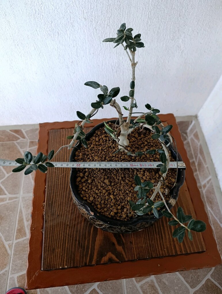 bonsai - 8