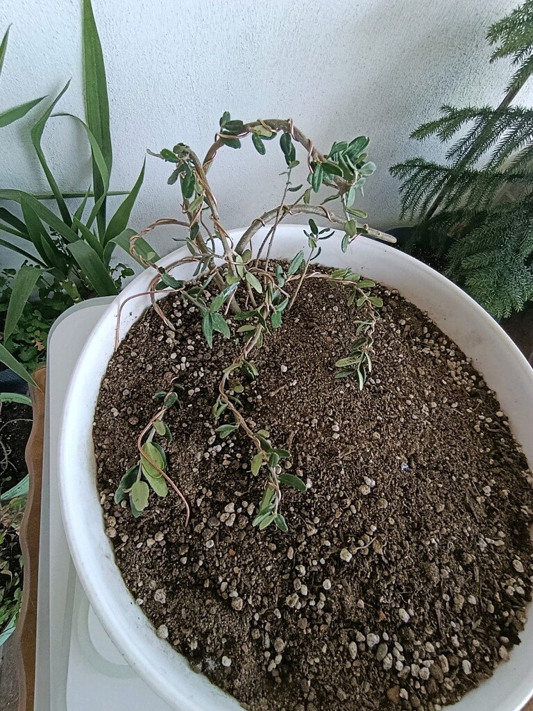 bonsai - 6