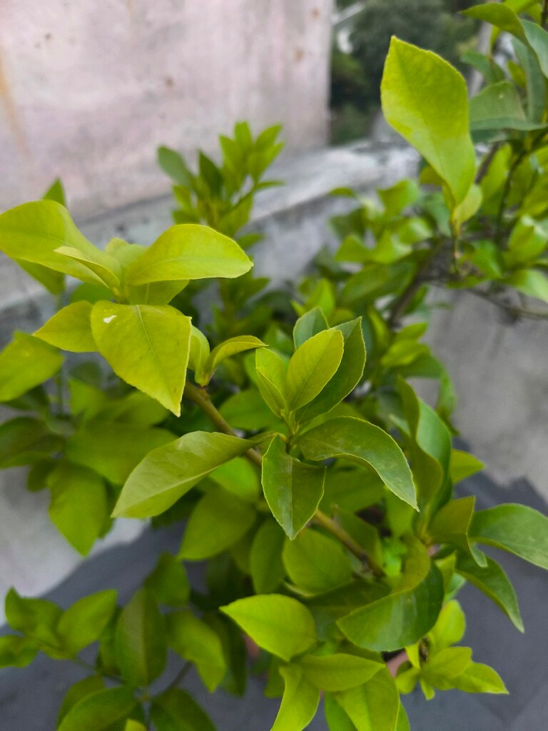 Limon ağacı - 2