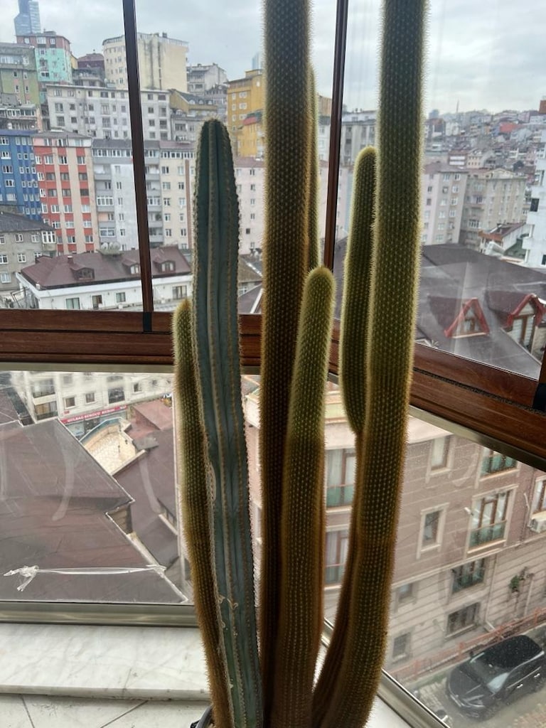 2 metre kaktüs