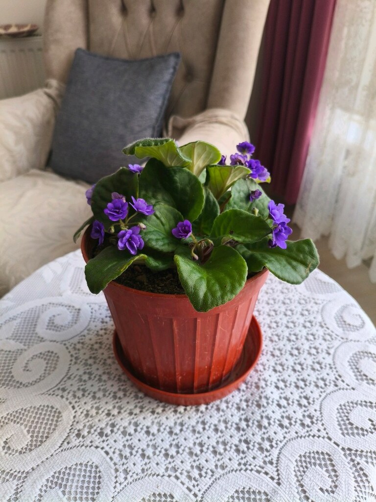 menekşe çiçek - 2