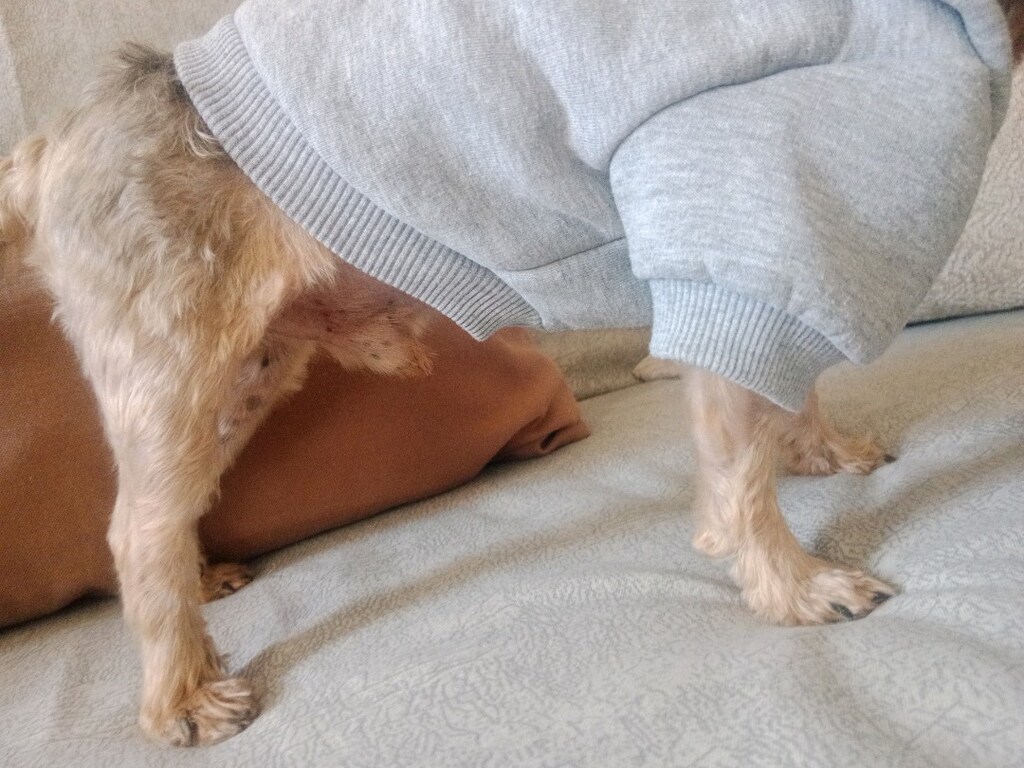 köpek giyisisi S beden - 4