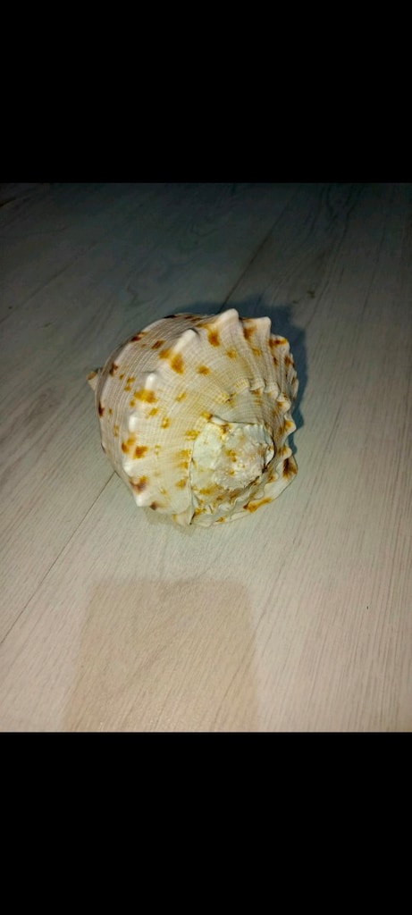 Cassius cornuta deniz kabuğu - 7