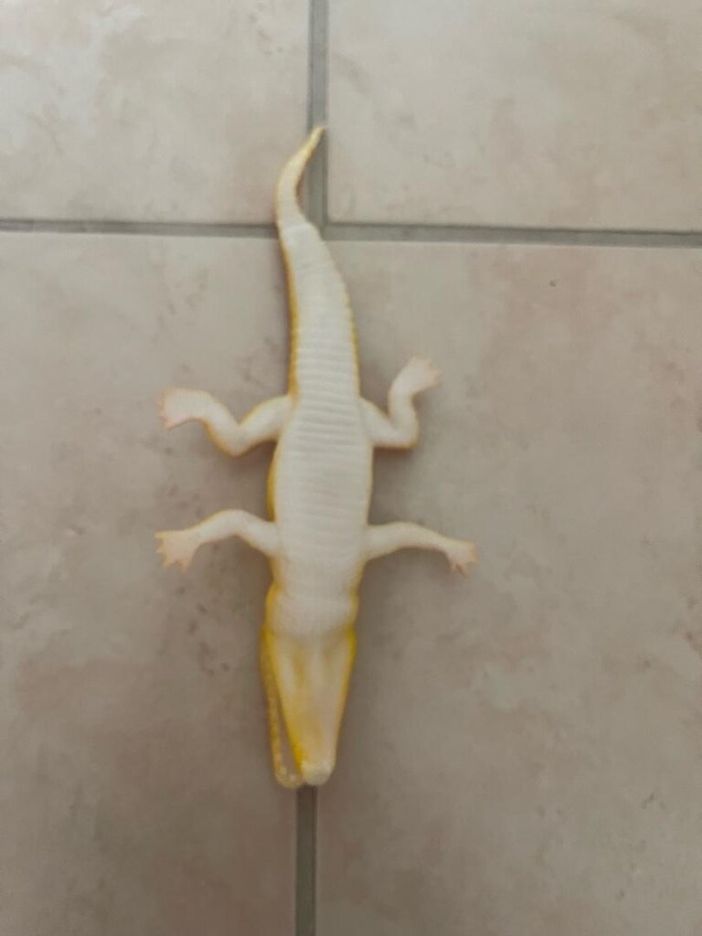 timsah oyuncağı - 2