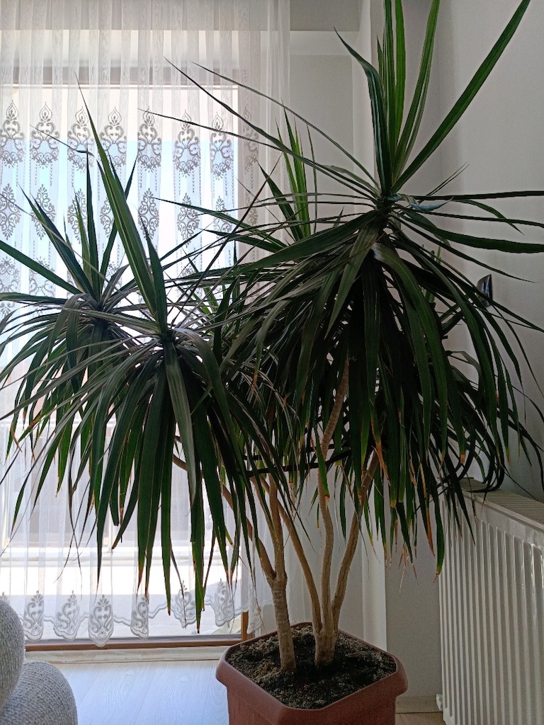 Büyük Boy Dracaena Marginata (Ejder Ağacı) – Sağlıklı Salon Bitkisi - 4