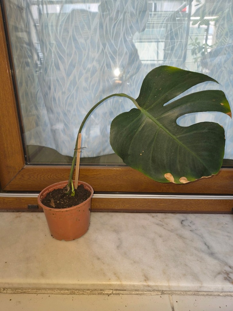 Monstera deve tabanı bitkisi - 3