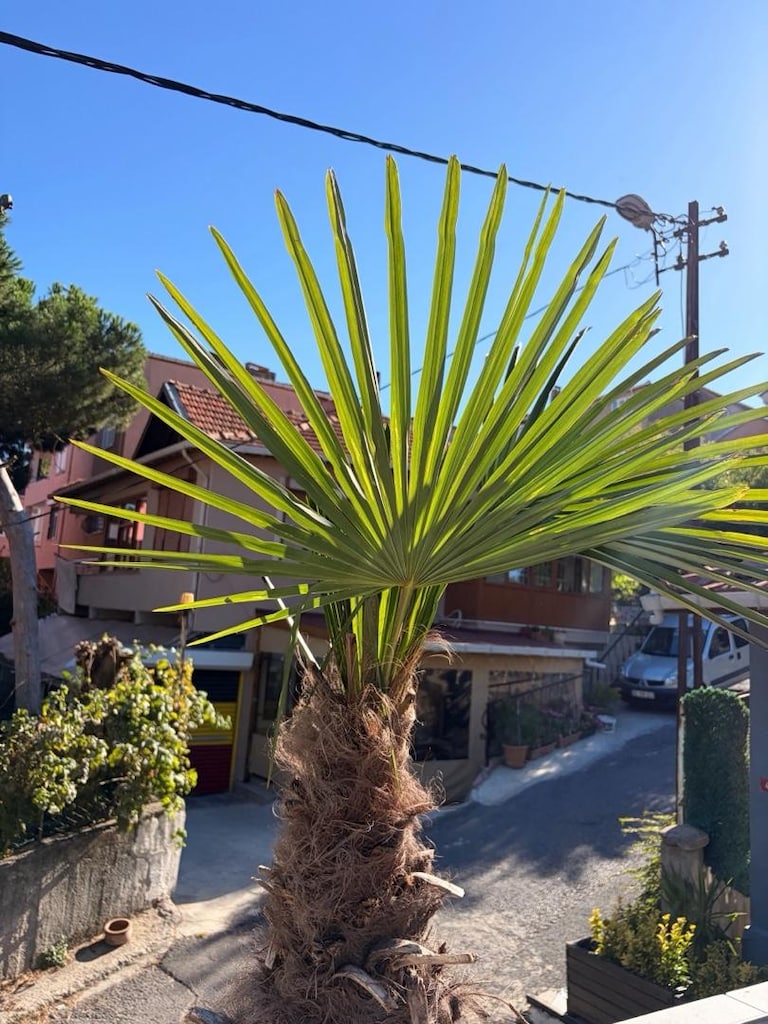 palmiye ağacı - 3