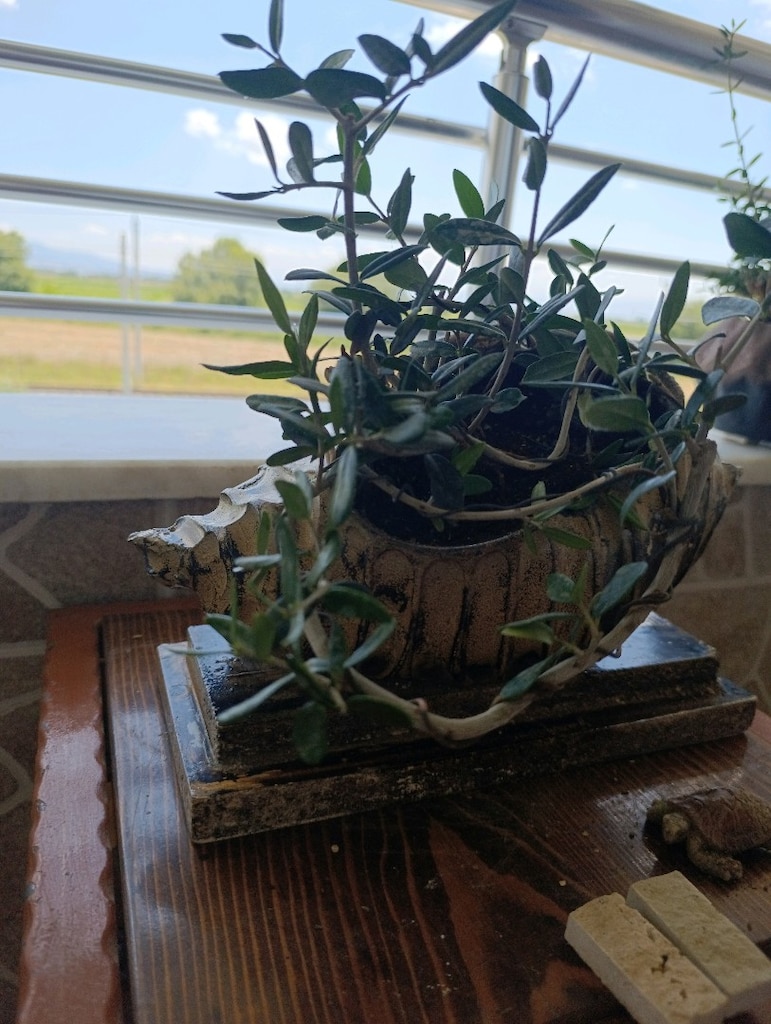 zeytin bonsai - 3