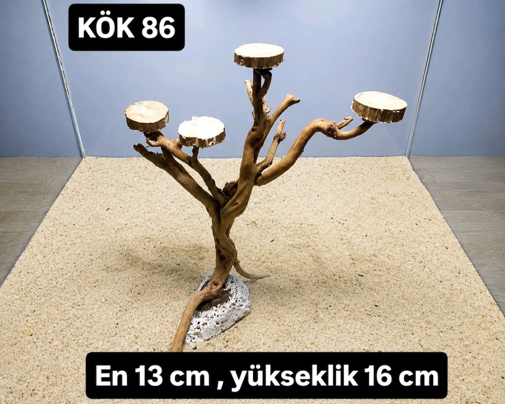 akvaryum kök - 2