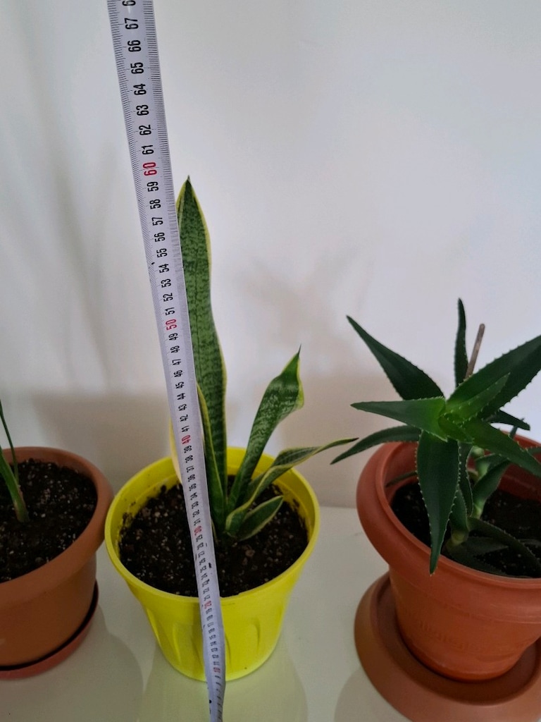 canlı çiçekler ( salon ,ofis balkon vs) - 18