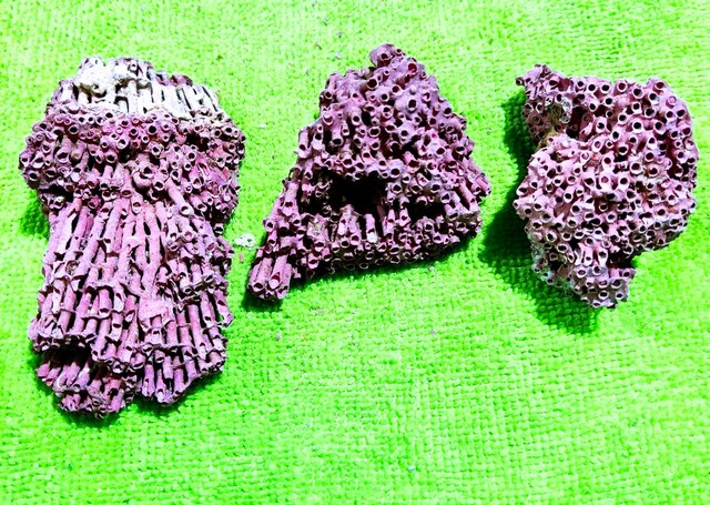 HAKİKİ DOĞAL KIRMIZI MERCAN 60 GR.3 PARÇA