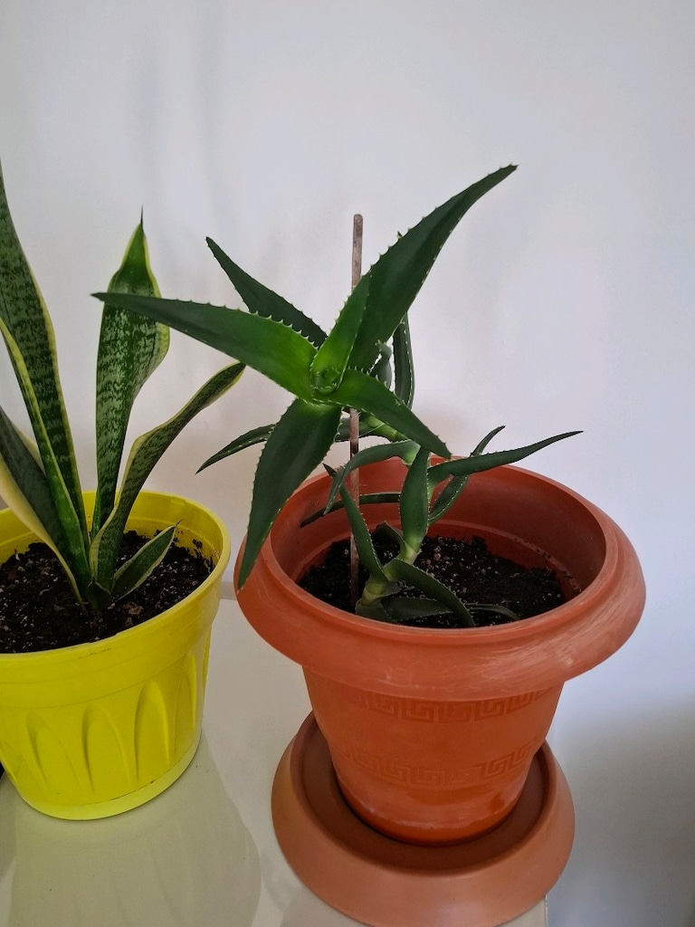 canlı çiçekler ( salon ,ofis balkon vs) - 5