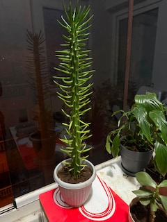 Kaktüs, Austrocylindropuntia subulata boyu 50 cm geçti indirimli - 3