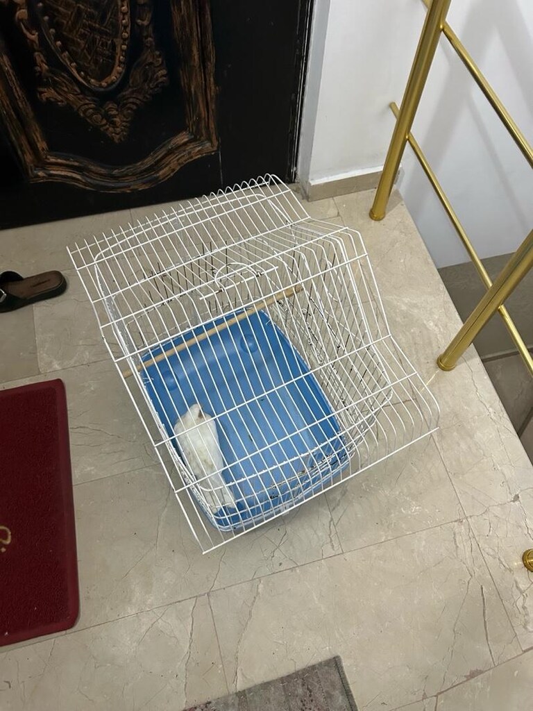 Satılık papağan kafesi - 4