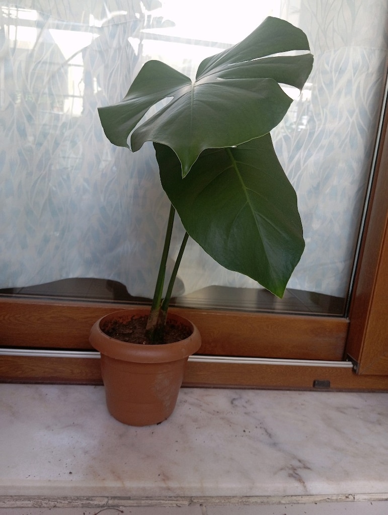 Monstera Deve Tabanı 2 yapraklı - 2