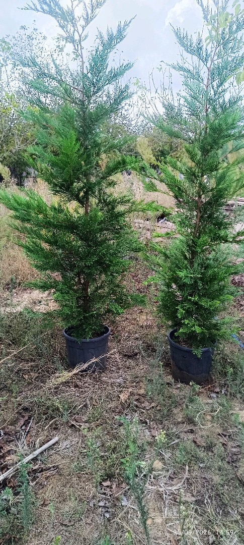 Leylandi(Çit Bitkisi) - 2