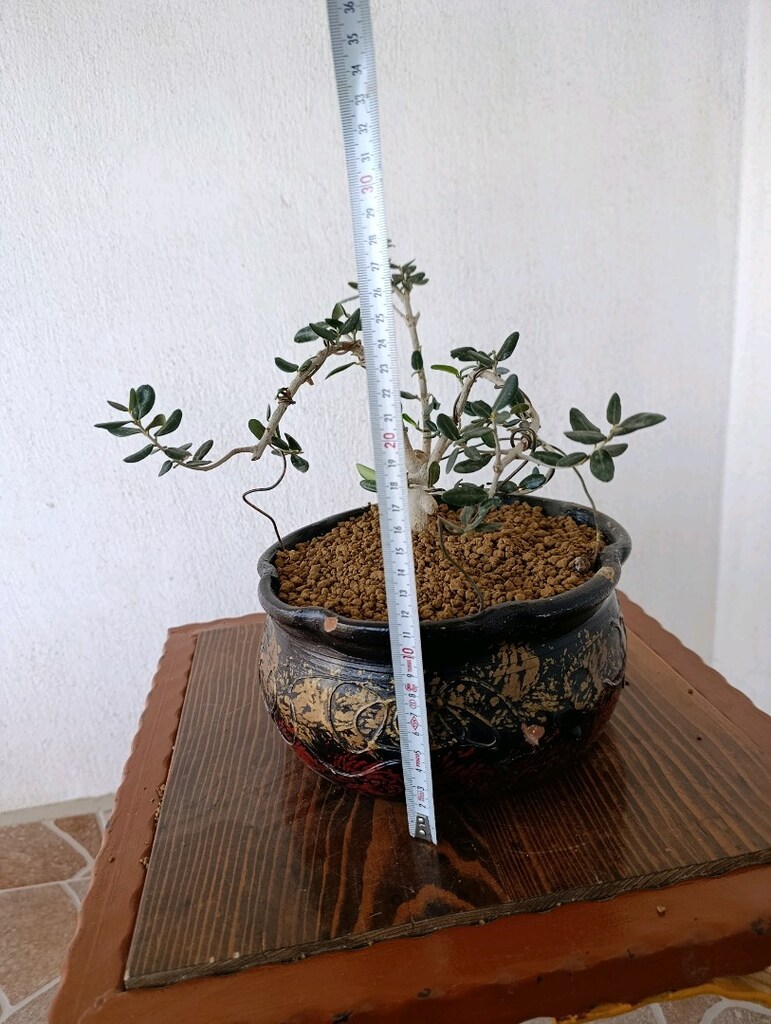 bonsai - 5