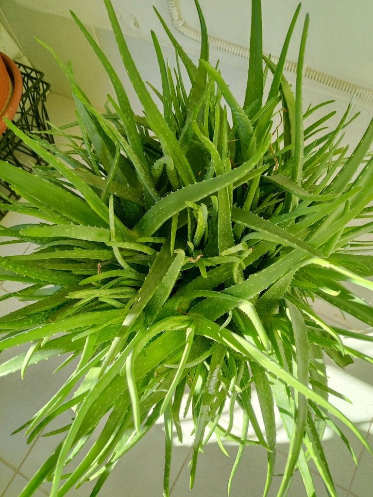 SAKSIDA ALOE VERA BİTKİSİ - 2