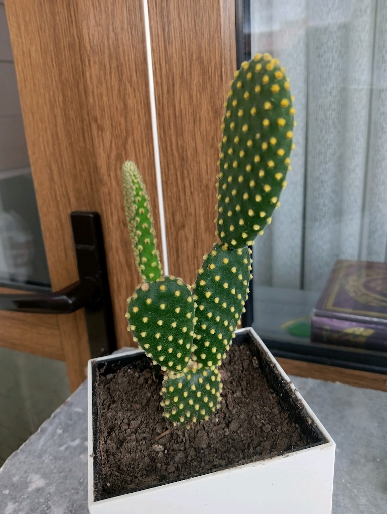 kaynana dili kaktüs - 3