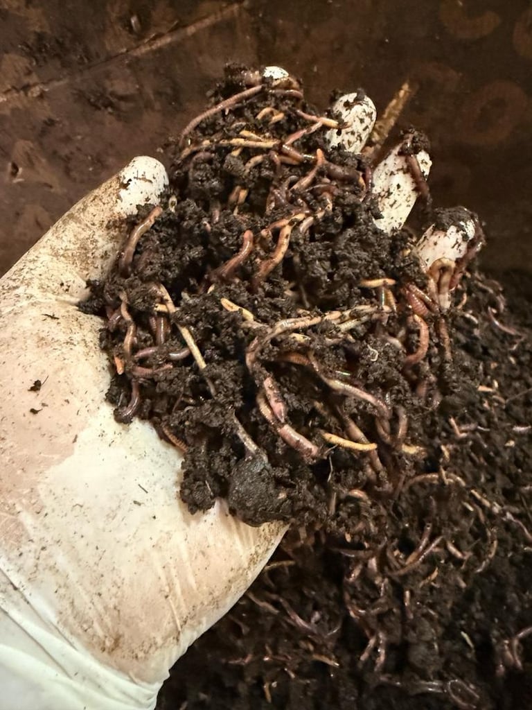 solucan gübresi üretimi için Kaliforniya solucanı