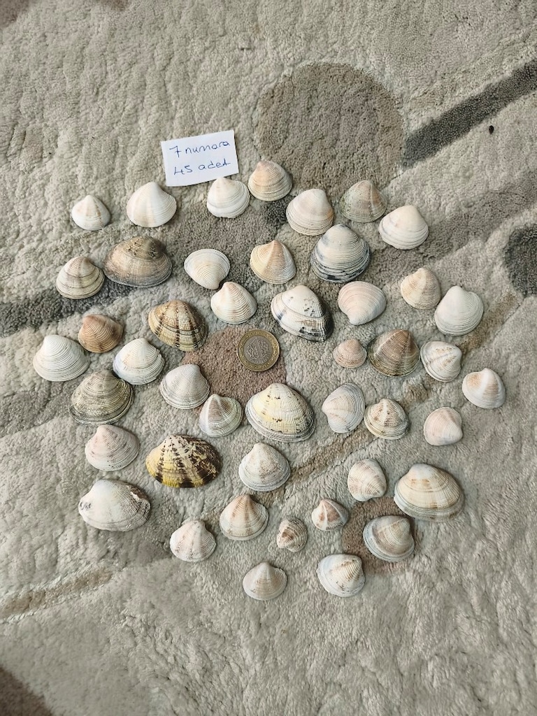 doğal Deniz kabukları - 8