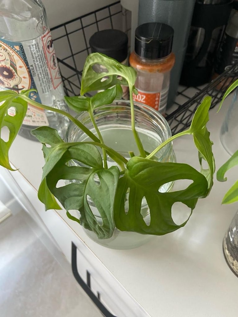 canlı bitki monstera monkey mask adansonii - 2
