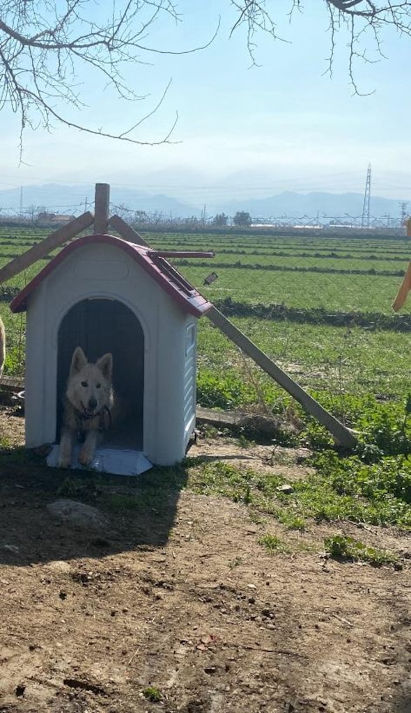 Köpek Kulübesi Büyük Boy XXL 126×97×113 cm - 5