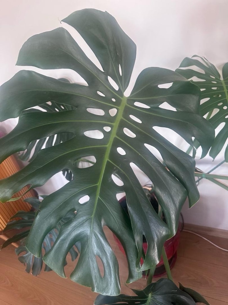 Monstera
