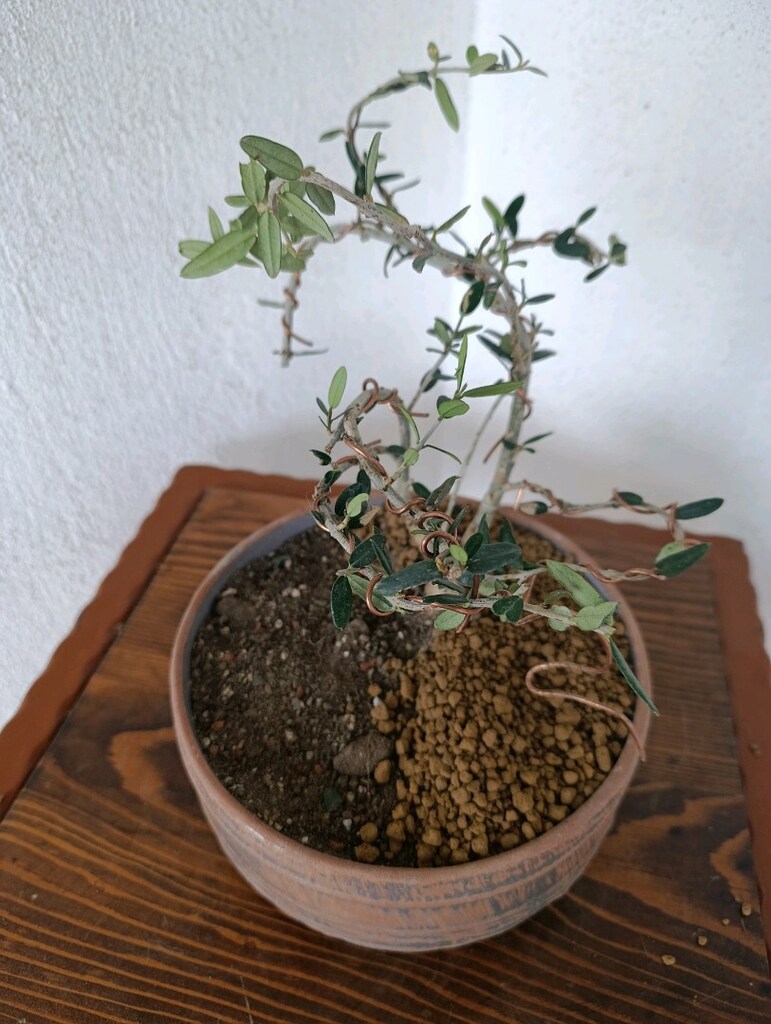 bonsai - 6