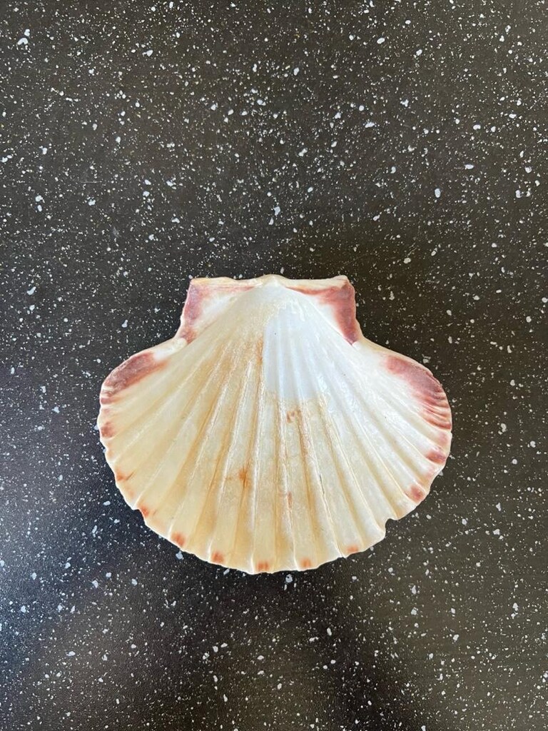 12x10 cm ölçülerinde büyük boy doğal deniz kabuğu - 3