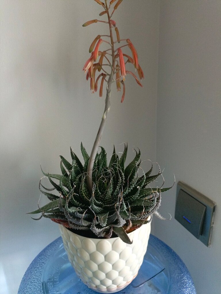 Aloe aristata skulent - 3