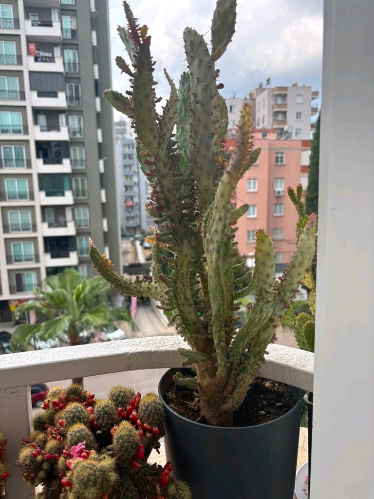 Canlı çiçek - 5