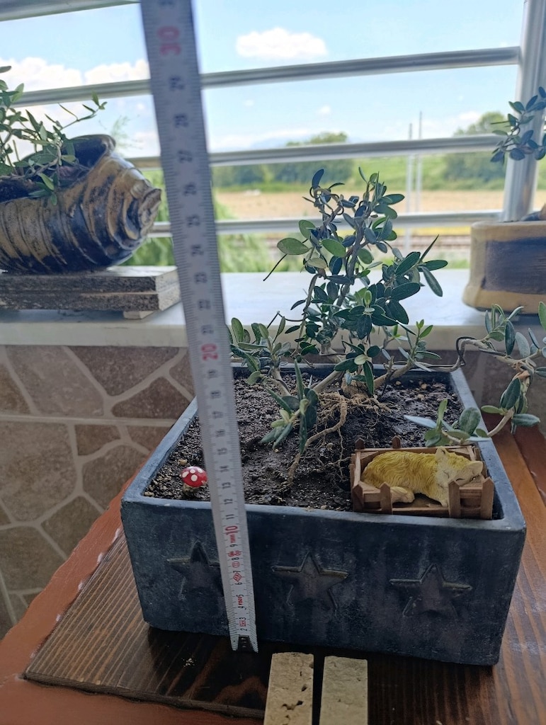 zeytin bonsai - 3