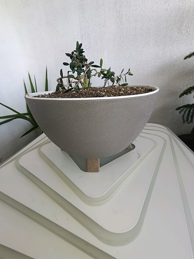 bonsai - 7