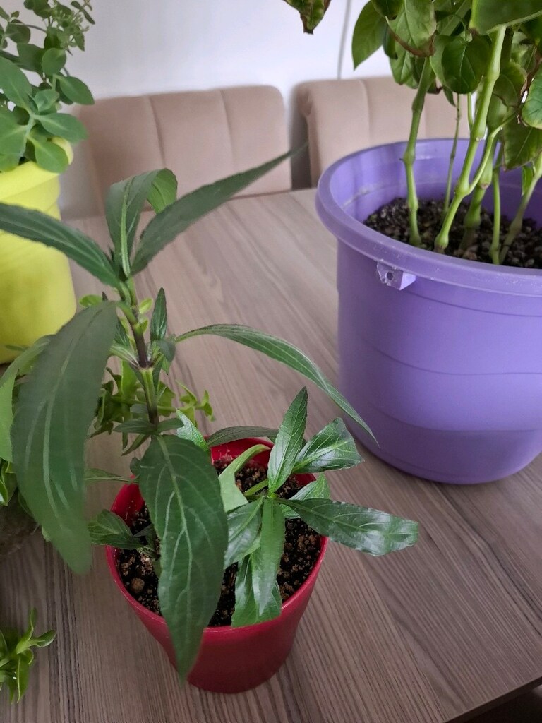 hepsi 550₺ canlı çiçekler - 9