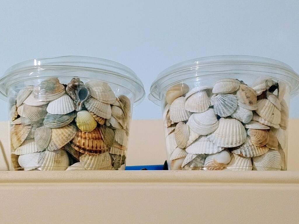 2 KASE DENİZ KABUKLARI*HEPSİ 50₺* - 2