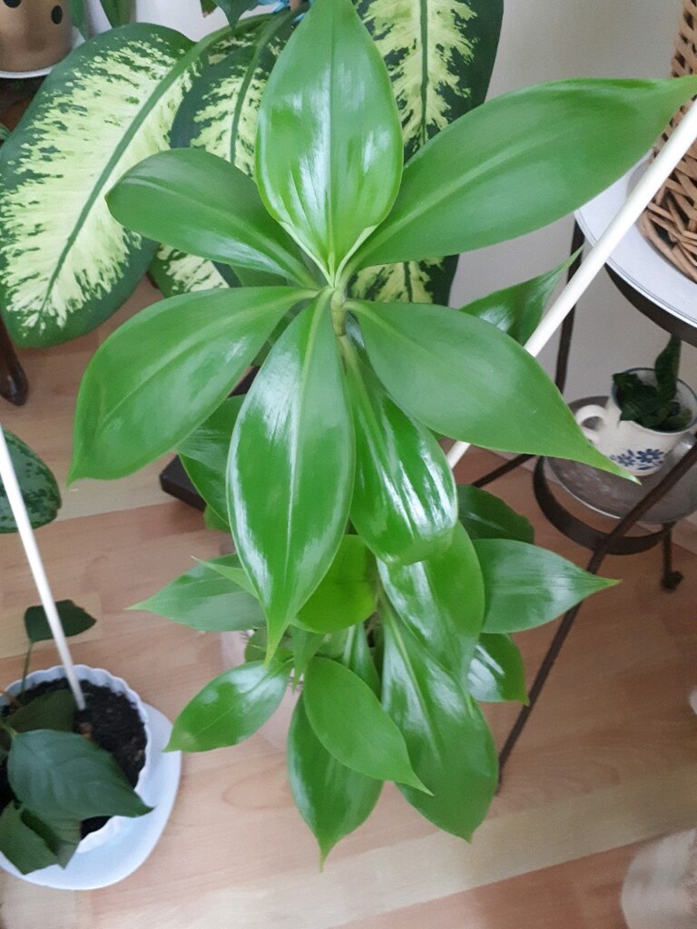 ahtopot cicegi - 3